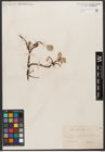 Foto von Salix reticulata L.